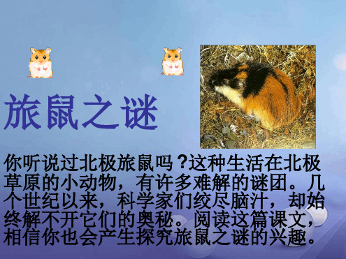 八年级语文下册第三单元第13课旅鼠之谜与大雁课件新版新人教版