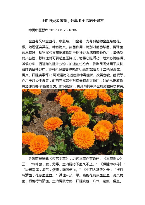 止血消炎金盏菊，分享5个治病小偏方