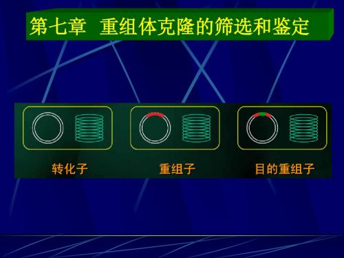 第七章  重组体克隆的筛选和鉴定