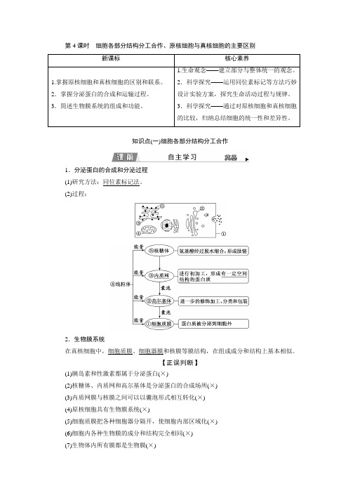  苏教版 必修1 细胞各部分结构分工合作、原核细胞与真核细胞的主要区别 教案