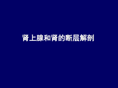 肾上腺和肾的断层解剖-腹部断层解剖学人体断层解剖学ppt课件