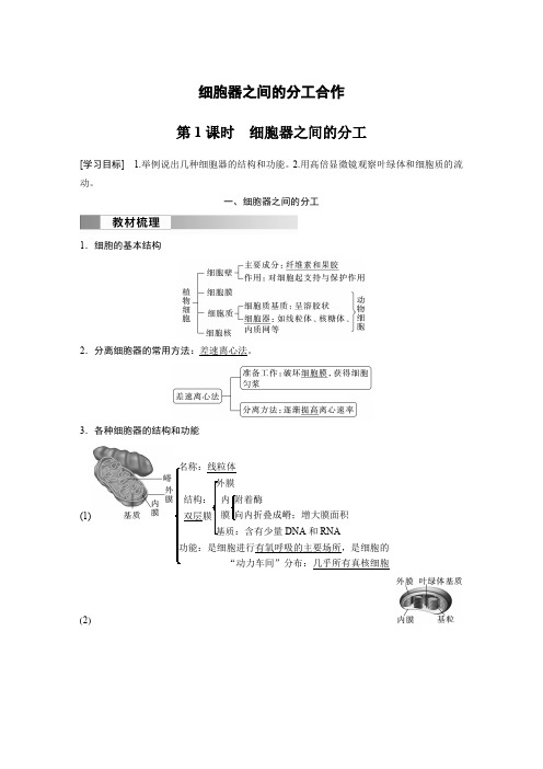 高中生物新教材必修第一册教案讲义：细胞器之间的分工