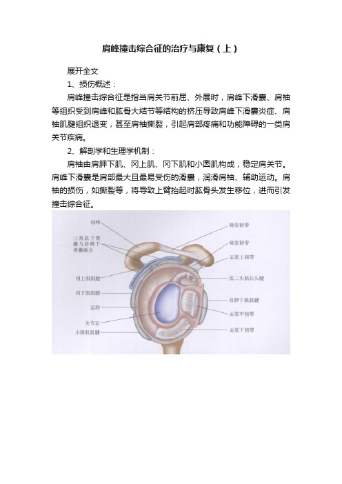 肩峰撞击综合征的治疗与康复（上）