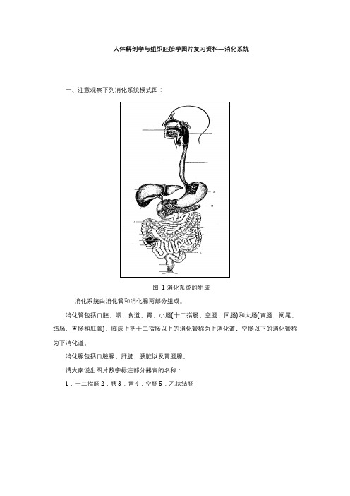 人体解剖学与组织胚胎学图片复习资料—消化系统