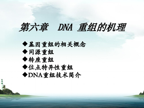 DNA重组的机理---精华版