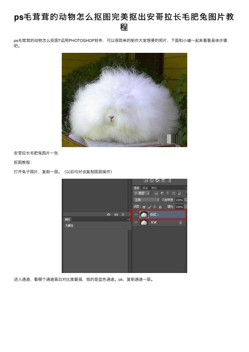 ps毛茸茸的动物怎么抠图完美抠出安哥拉长毛肥兔图片教程