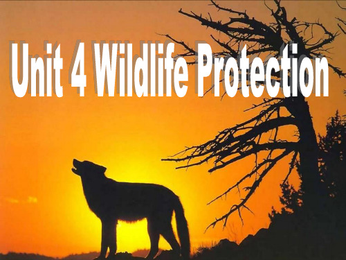 人教版高中英语必修二课件：Unit4WildlifeProtection