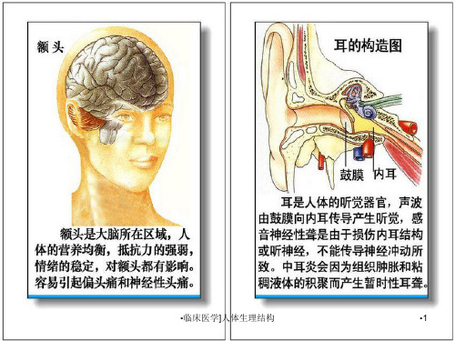 临床医学人体生理结构课件