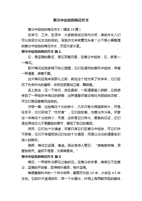 寒冷中绽放的梅花作文（精选19篇）