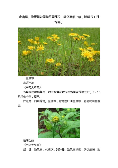 金沸草、旋覆花为同物不同部位，能化寒痰止咳，除噫气（打饱嗝）