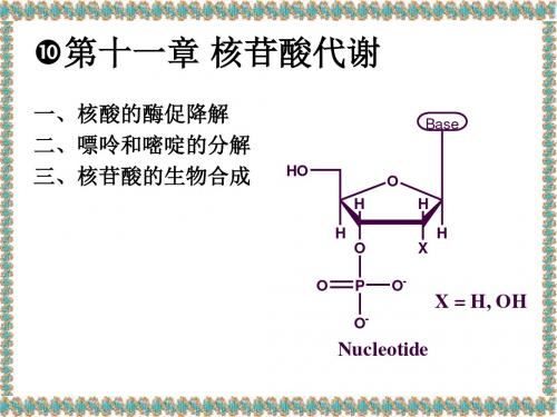 第十一章 核苷酸代谢 PPT课件