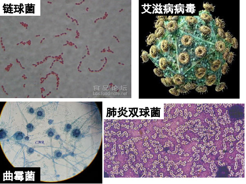 试验1大肠杆菌的培养和分离