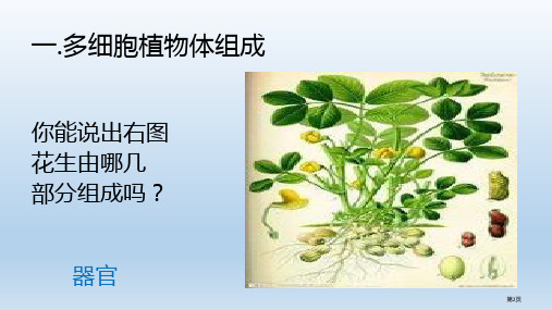 多细胞生物体的组成教学课件市公开课一等奖省优质课获奖课件