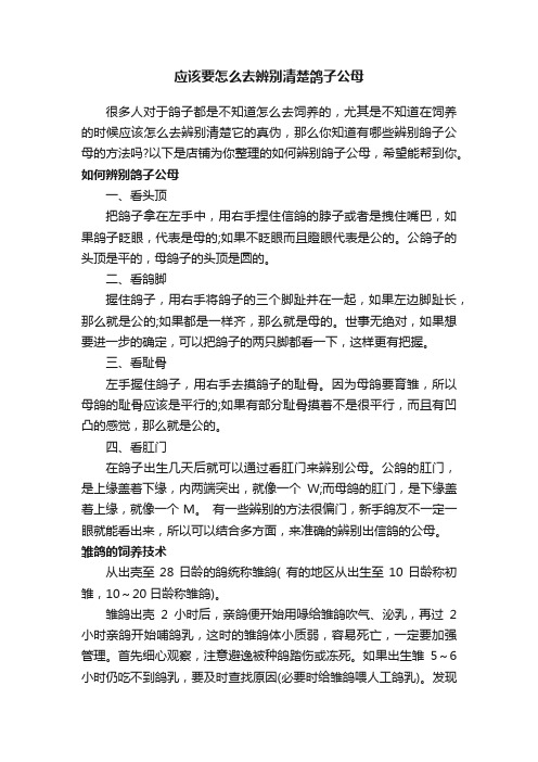 应该要怎么去辨别清楚鸽子公母