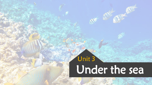 高中英语选修7 Unit3 Under the sea Reading超精美原创课件