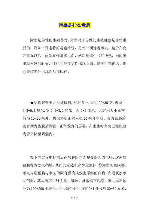 附睾是什么意思