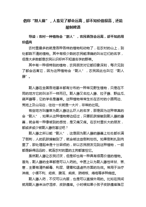 俗称“割人藤”，人畜见了都会远离，却不知价值很高，还能酿制啤酒