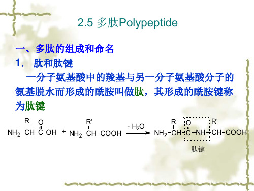 第二章 第五-六节 多肽 蛋白质结构 2013