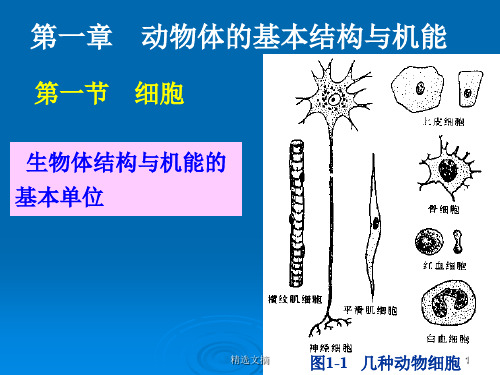 高中生物学奥赛--普通动物学--第一章1776演示课件.ppt