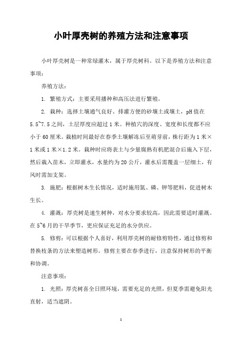 小叶厚壳树的养殖方法和注意事项