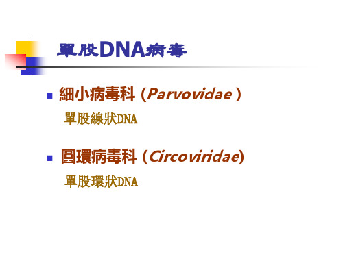 病毒学课件-单股DNA病毒