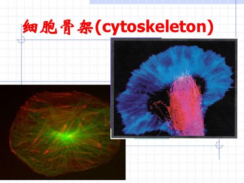 细胞骨架