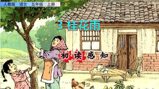 《桂花雨》课件PPT(完美版)五年级上册语文部编