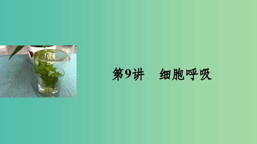 高考生物一轮复习 第三单元 细胞的能量供应和利用 第9讲 细胞呼吸课件 新人教版
