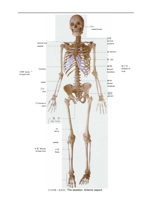 人体解剖骨骼实物图__免费特清晰版