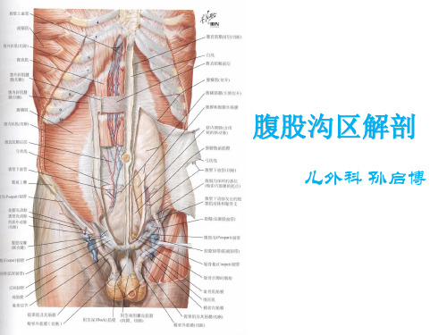 腹股沟管解剖PPT教学课件