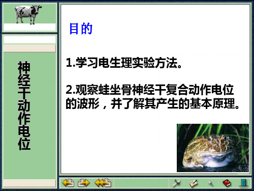 实验七神经干动作电位动物学实验
