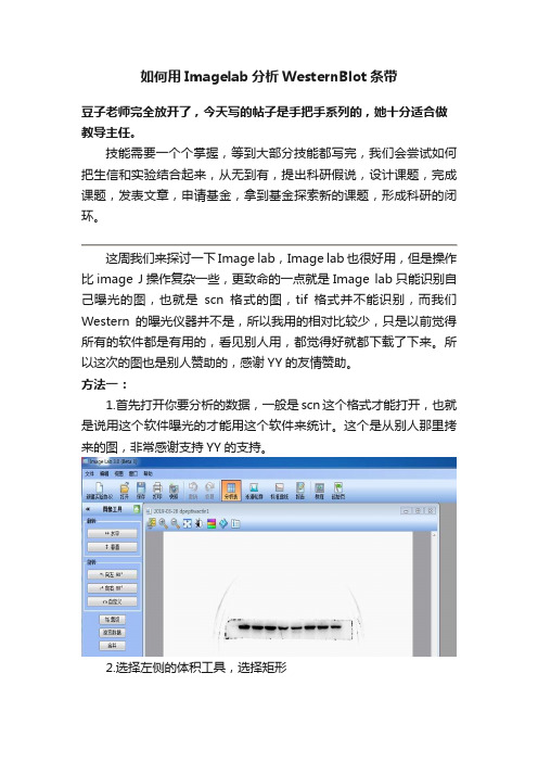 如何用Imagelab分析WesternBlot条带
