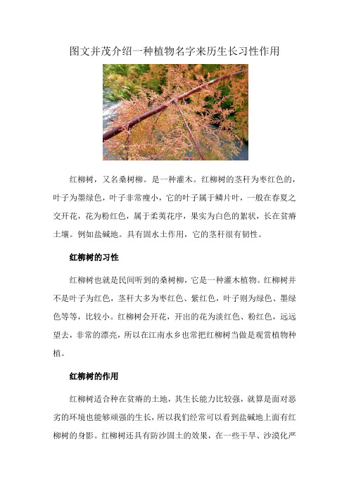 图文并茂介绍一种植物名字来历生长习性作用