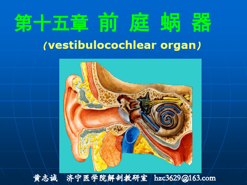 前庭蜗器