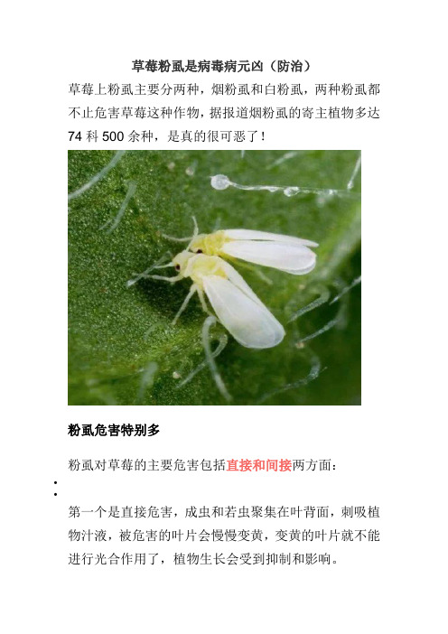 草莓粉虱是病毒病元凶