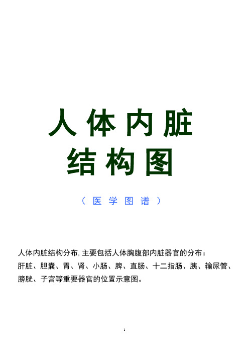 人体内脏结构图(医学图谱)解读