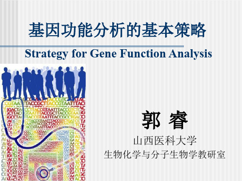 基因功能分析的基本策略-硕士