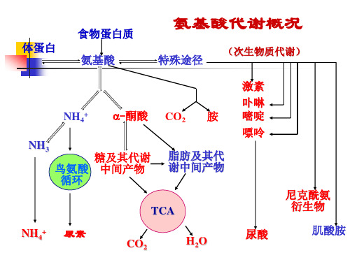 生物化学王镜岩第三版第31章  氨基酸的生物合成