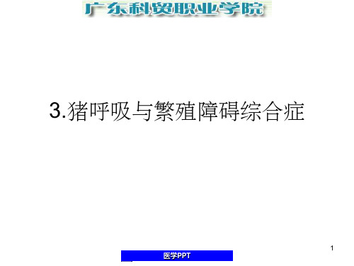 猪呼吸与繁殖障碍综合症