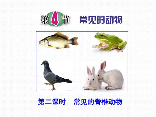 浙教版七年级上册科学(生物)2.4.2 常见的动物 (共25张PPT)