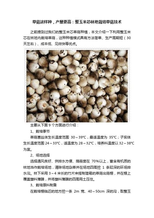 草菇这样种，产量更高：整玉米芯林地栽培草菇技术