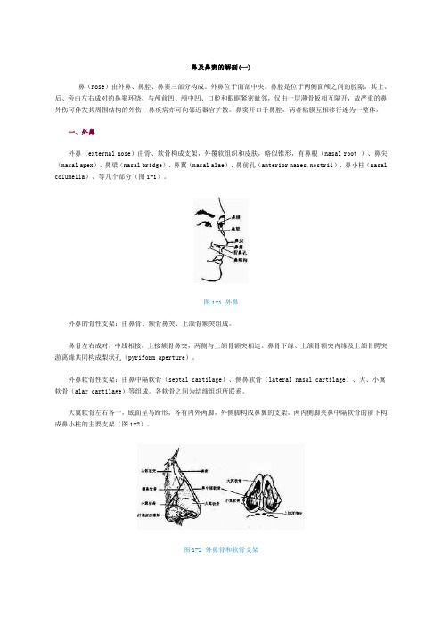 鼻及鼻窦的解剖