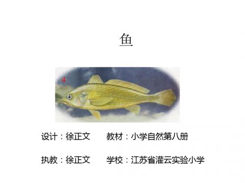 小学自然第八册鱼