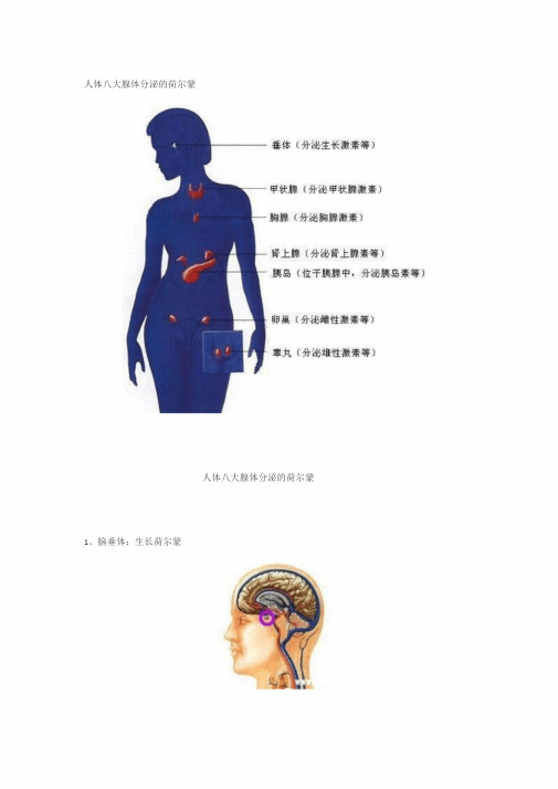 人体八大腺体分泌地荷尔蒙