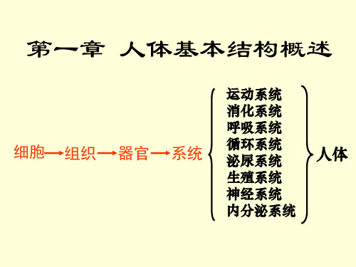 人体解剖生理学第一章人体基本结构概述