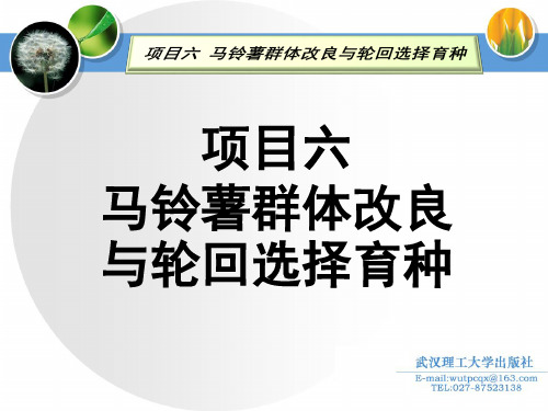 10.项目六 马铃薯群体改良与轮回选择育种