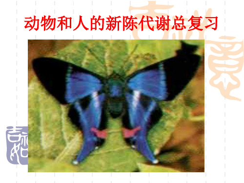 初中九年级科学课件: 动物和人的新陈代谢 浙教版