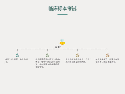 系统解剖标本考试(医学生的必备)