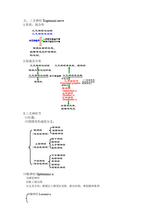 系解笔记(脑神经2)教案