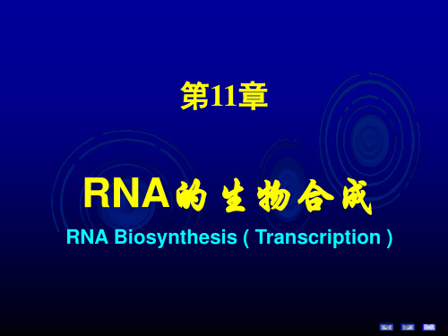 RNA的生物合成